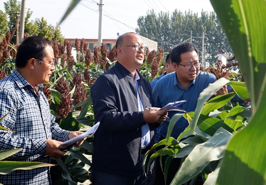 第二届"高粱红了"丰收节在邹城石墙镇举办