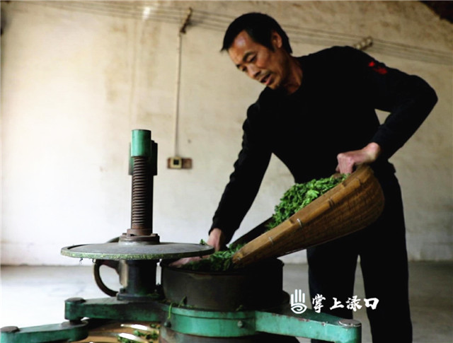 渌口鲶鱼山茶"柴火"焙47年老味道