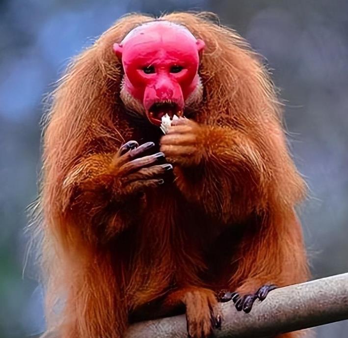 贵州一深山发现"变婆",外形像猴又像人,甚至轻松咬断野猪喉咙