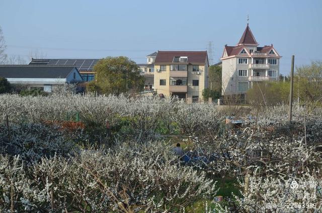 桐乡市梧桐街道桃园村行,摄槜李花