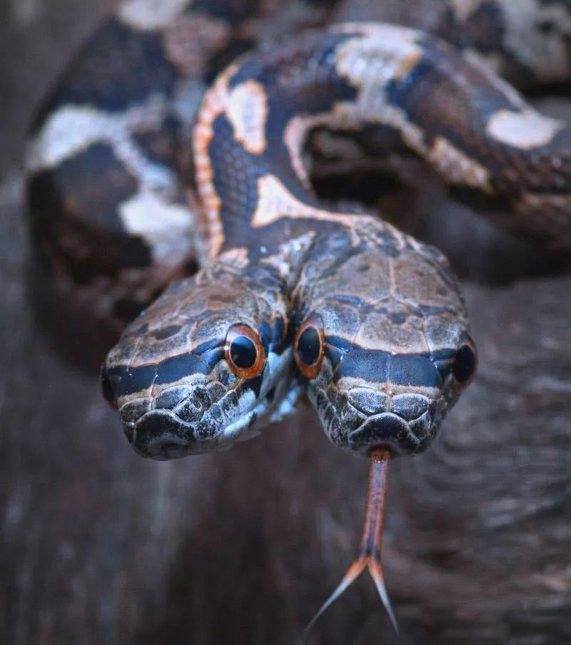 农村传说中的双头蛇,被视为晦气象征,但真的存在吗?