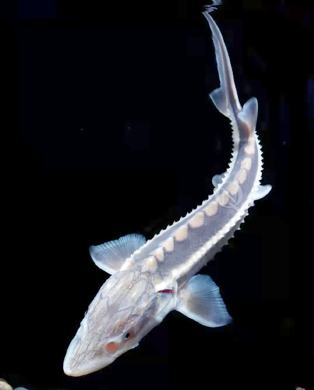 长江鲟:国家一级保护动物的多样性与保护挑战