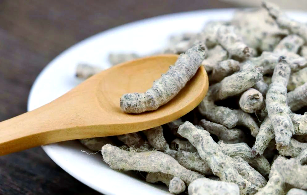 探索中药世界:那些令人意想不到的昆虫药材