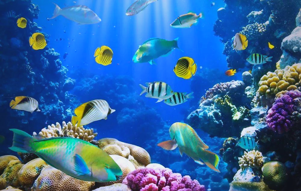 海底世界:探索多彩生物的奇妙之旅