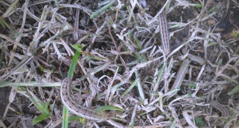 草坪大面积枯黄,警惕淡剑夜蛾危害