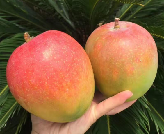 这种形似于苹果的彩虹芒果,多数人没吃过,真的很独特,好吃得很