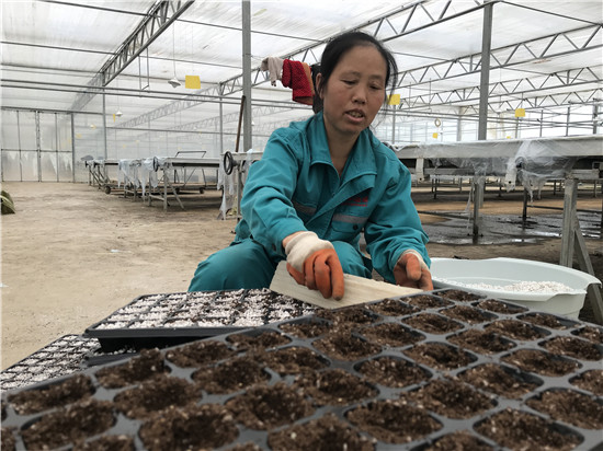 新年播种新希望 九丰农业育苗忙