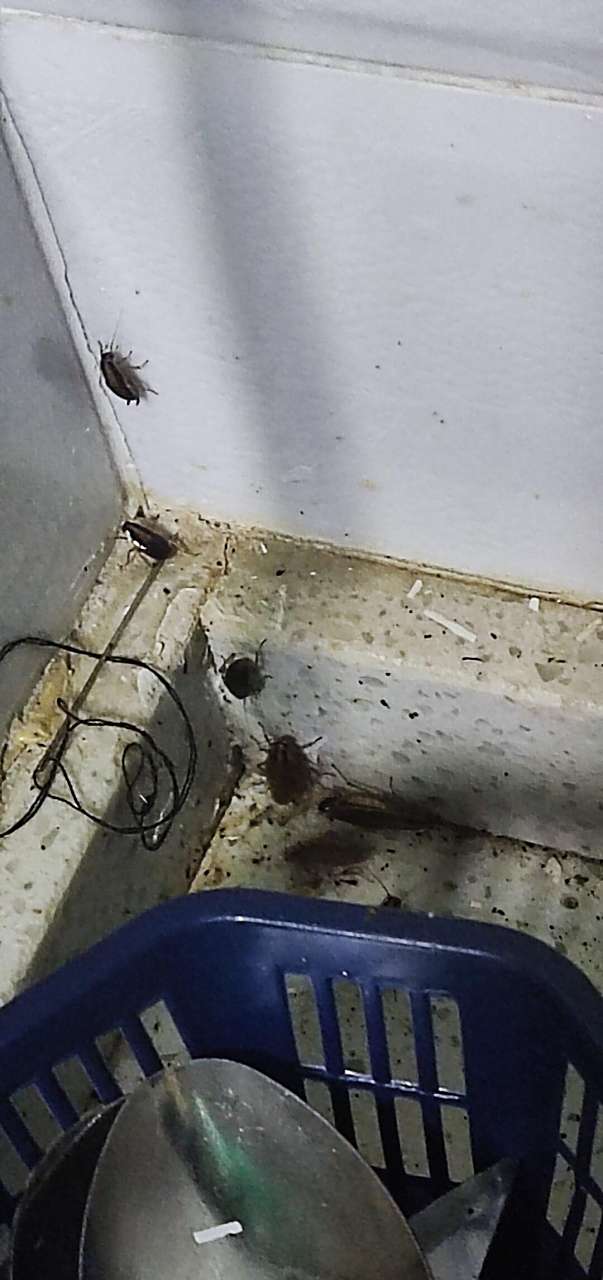 最近家里厨房出现很多这样的虫子,是蟑螂吗,用什么可以除掉这种虫