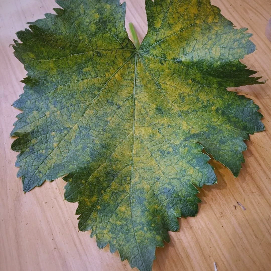 白蜘蛛危害大揭秘,如何防治保障梨树健康