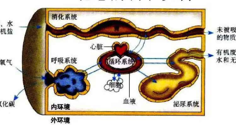 维持内环境稳态的重要调节方式是