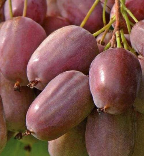 家里空地别闲着,种上这种"贵族水果",果子甜如蜜,东北也能养