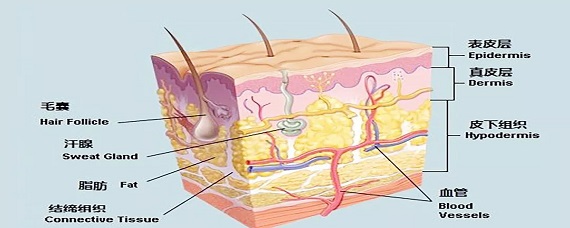 真皮層分為哪幾層作用