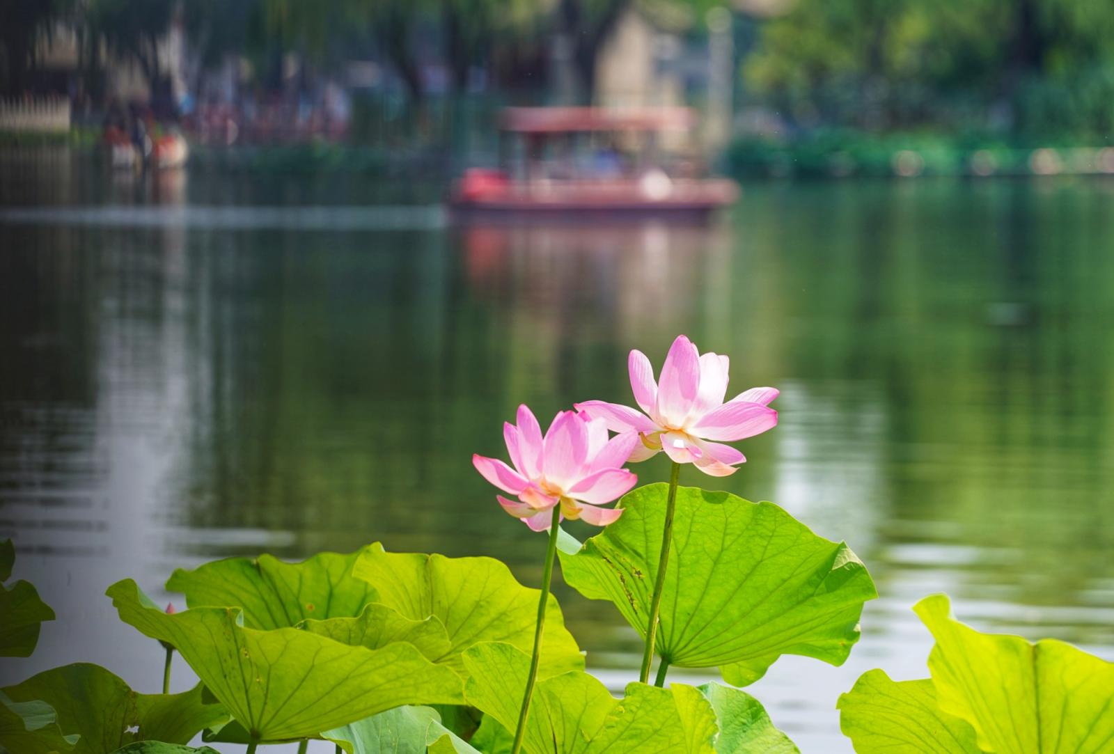 什刹海荷花市场荷花绽放,夏日美景入画来