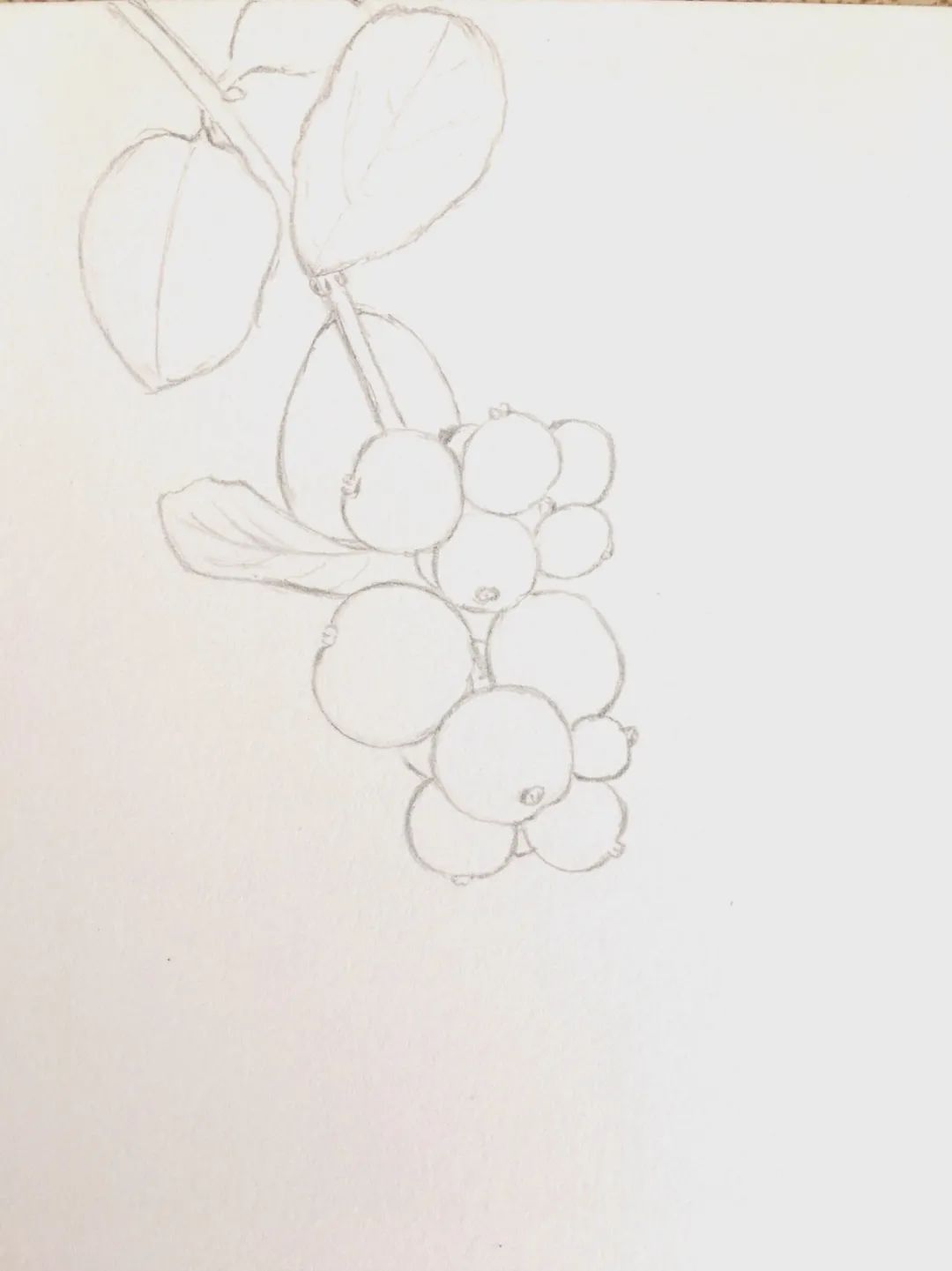 彩铅教程|粉粉的粉雪果