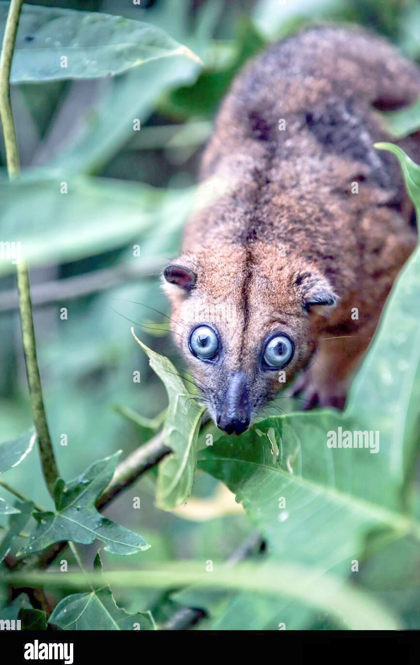 亚洲野生有袋类动物的多样分布情况