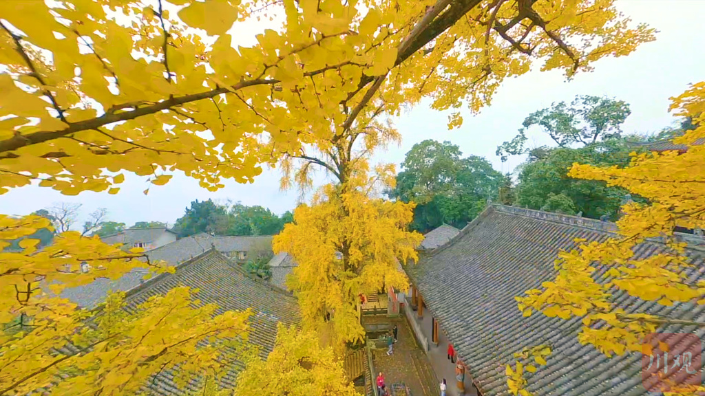 视频|跟着镜头"穿越"云顶山最迷人的秋色