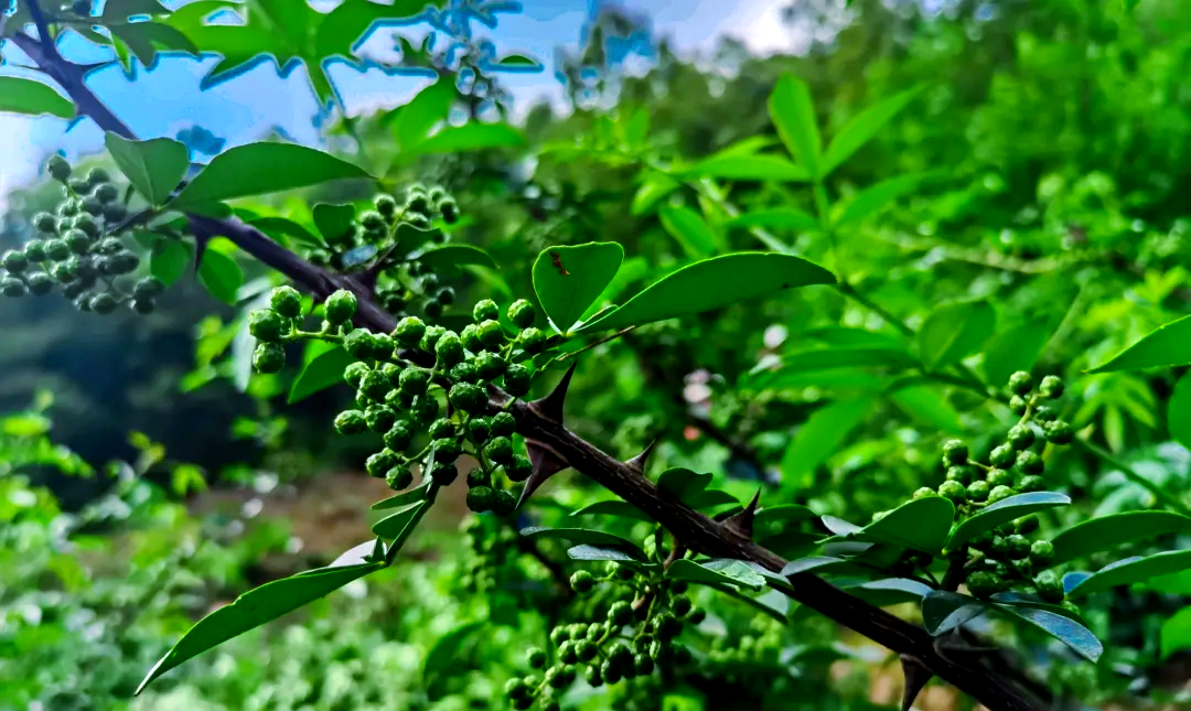 花椒:温中止痛,治疗多种疾病的中草药