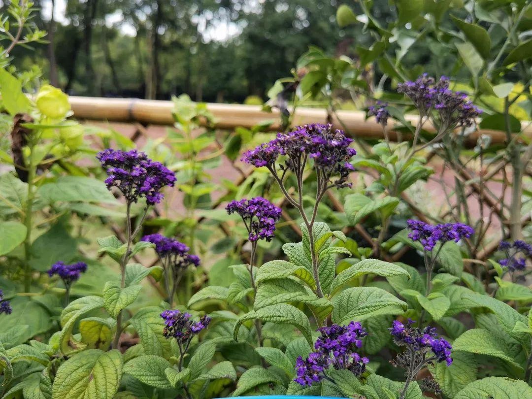 南美天芥菜又名香水草,洋茉莉,是紫草科天芥菜属多年生草本植物.