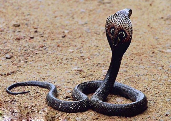 什么蛇不怕眼镜王蛇图片