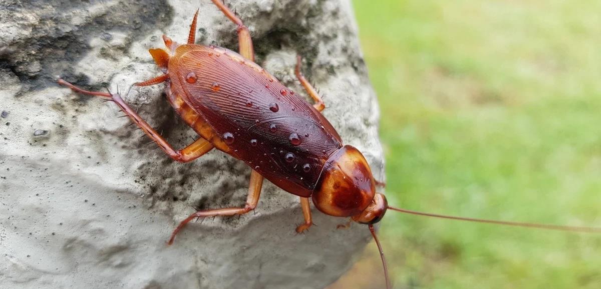 蟑螂不小心钻进耳朵,还在里面产卵?怎么才能把它取出来?