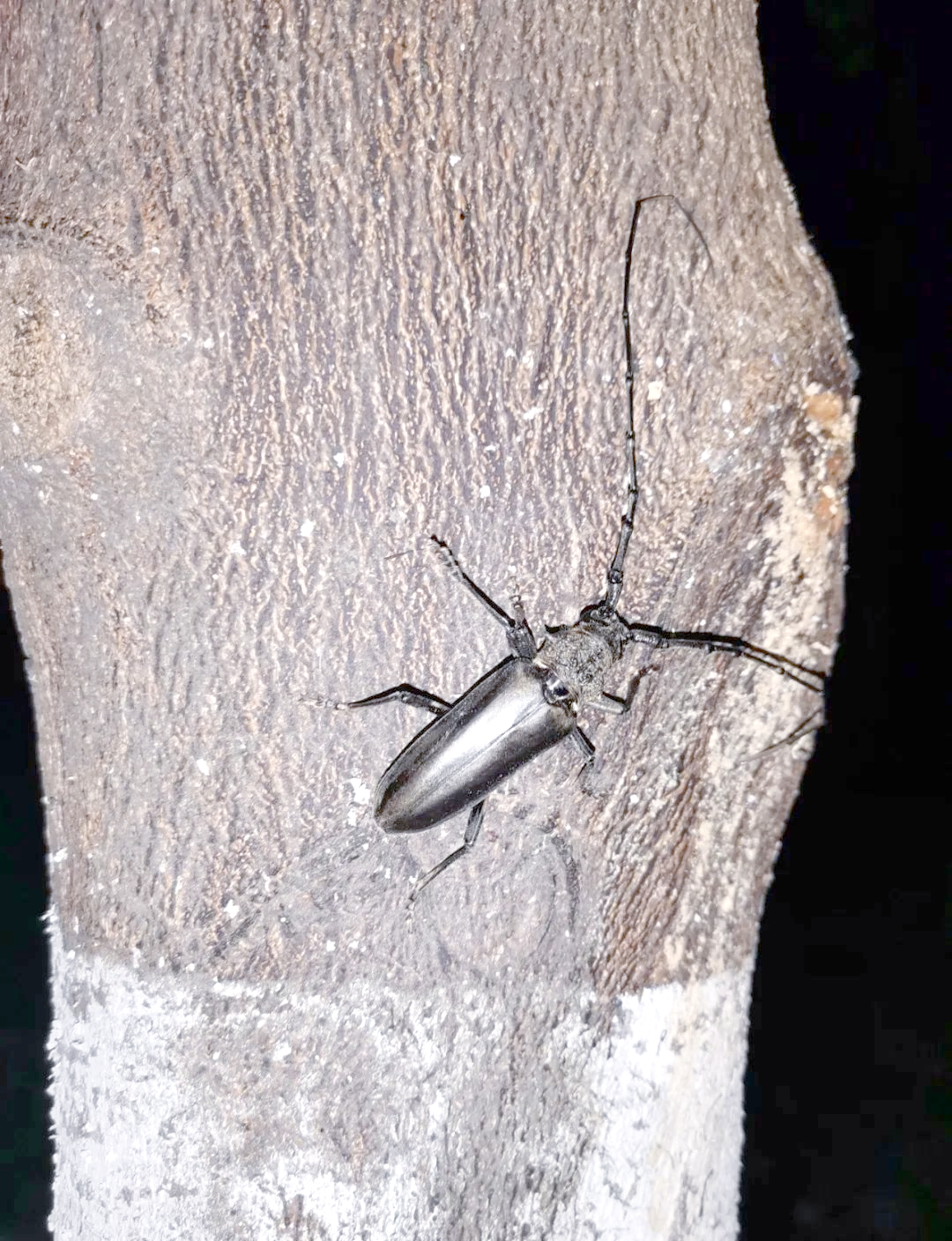 天牛的奇妙世界:从童年故事到生态角色全解析