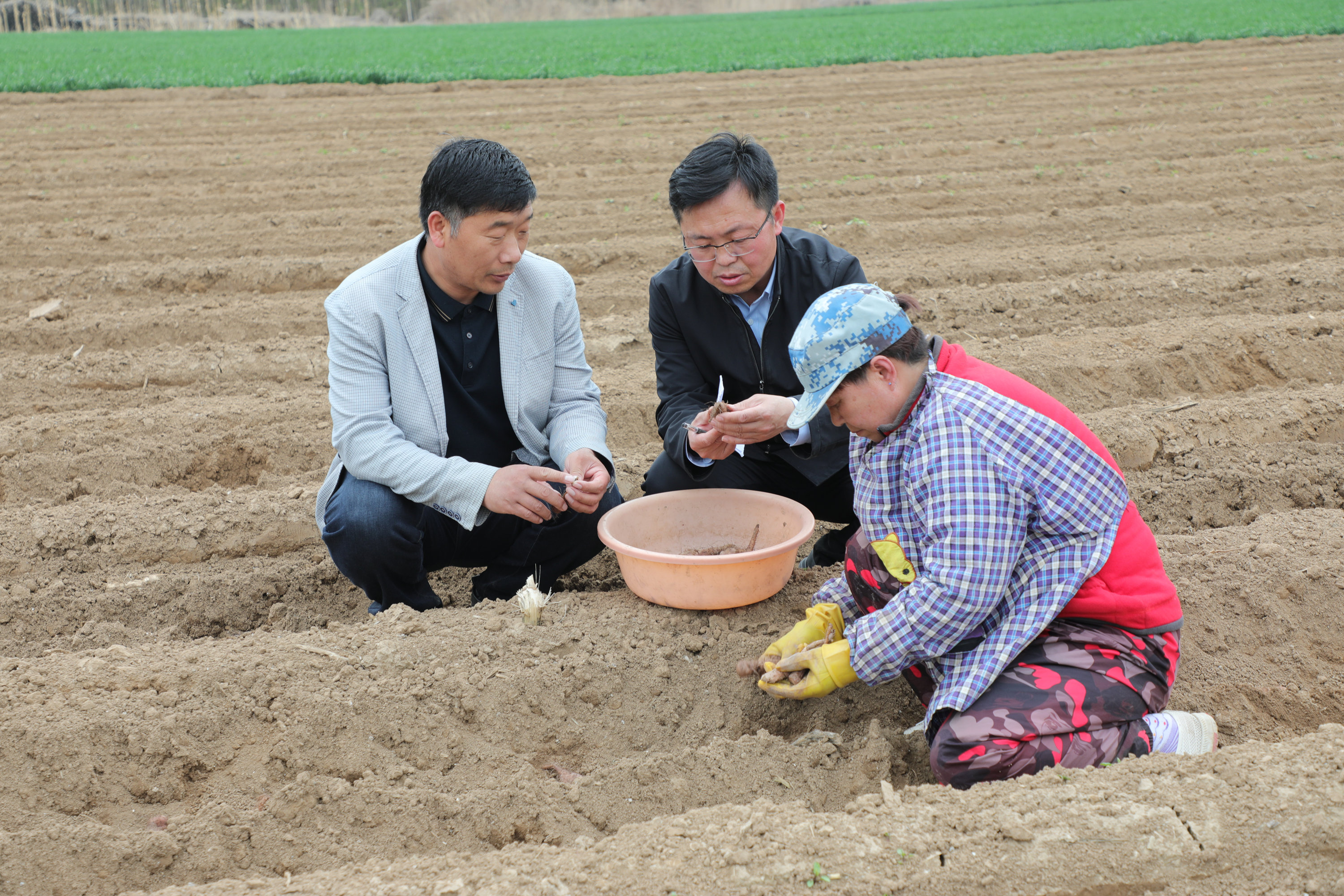 河北蠡县:麻山药拓宽农民致富路