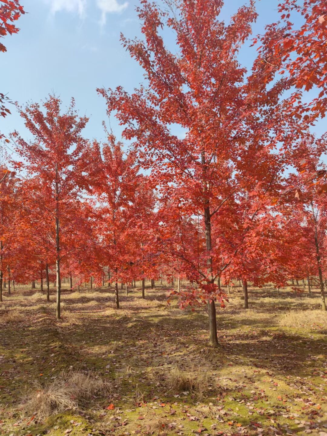 漂亮的红枫苗圃