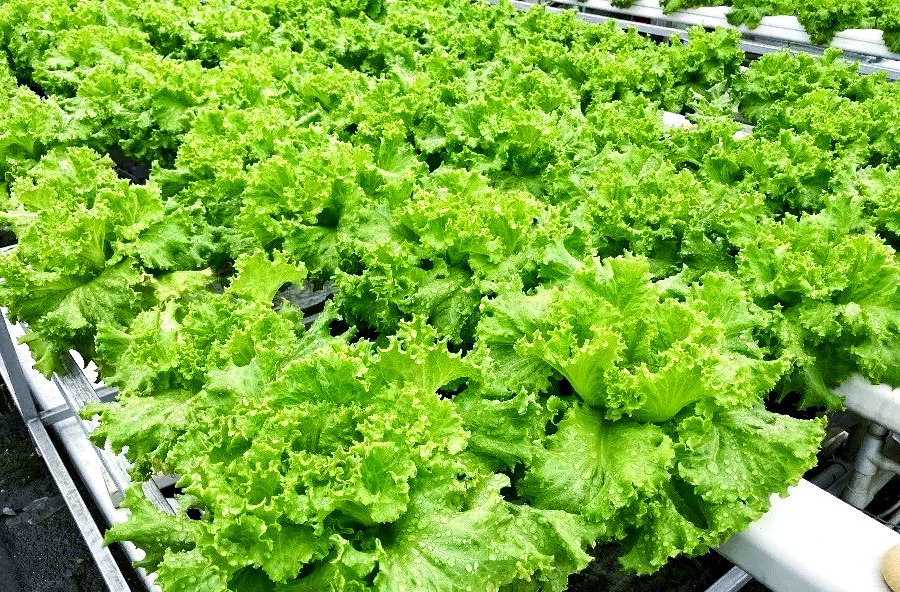 水培生菜种植技术要点详解