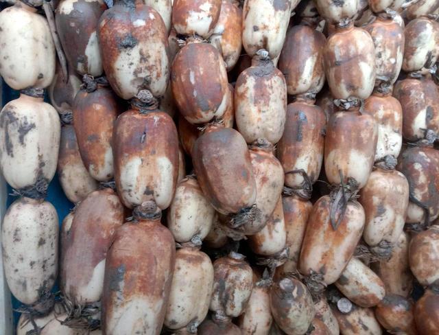 汉产优质新品种"大白胖"莲藕上市