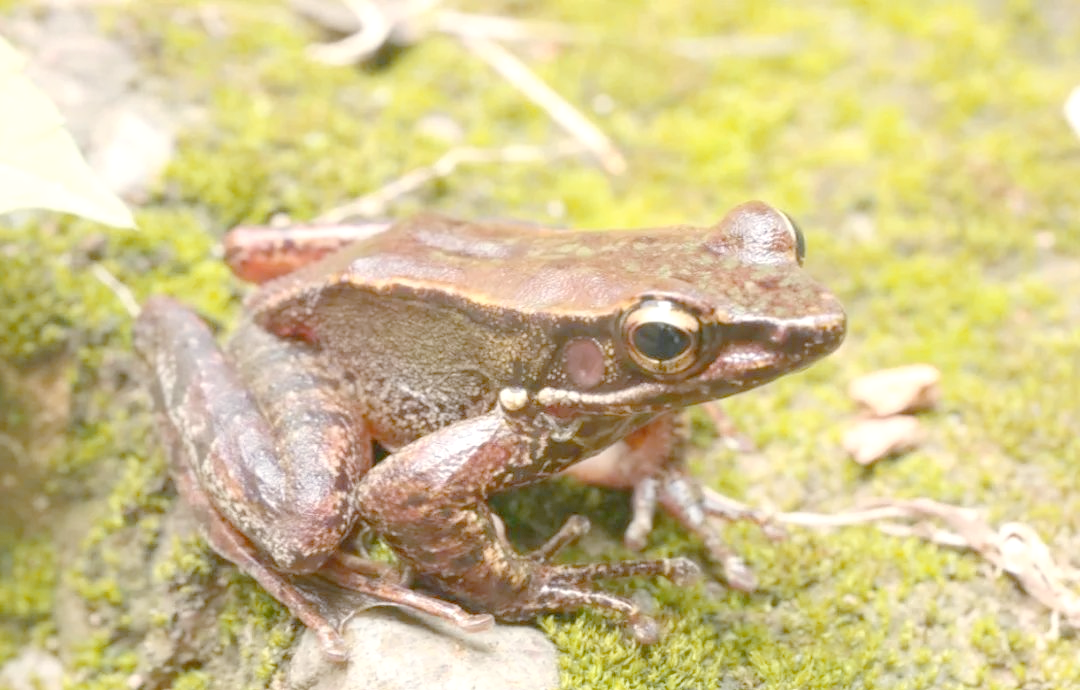 广西大明山保护区再添新物种