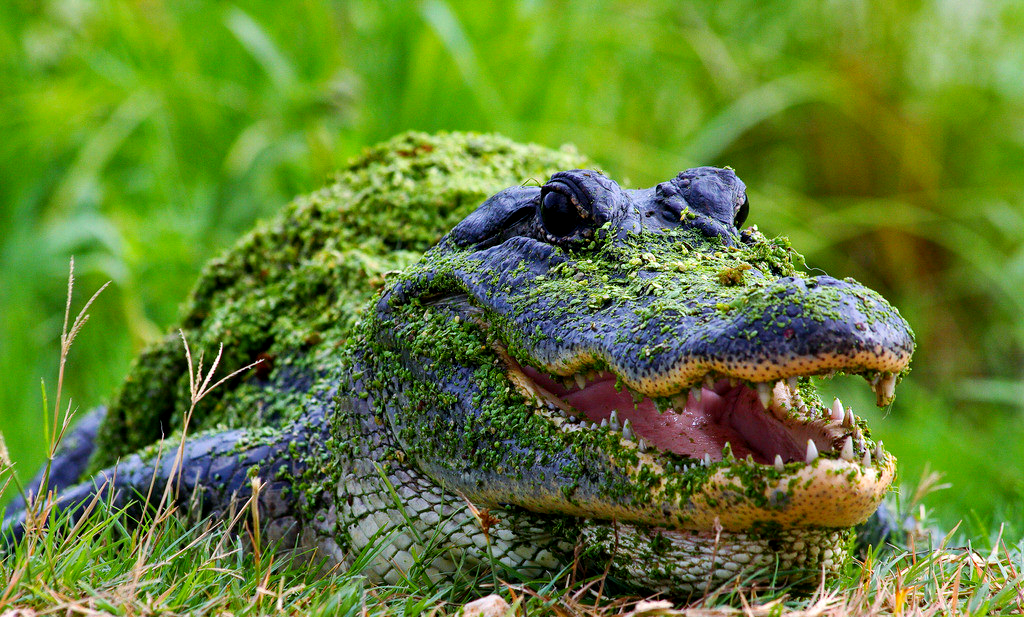 鳄鱼与牙签鸟的共生奥秘,自然界的生存智慧