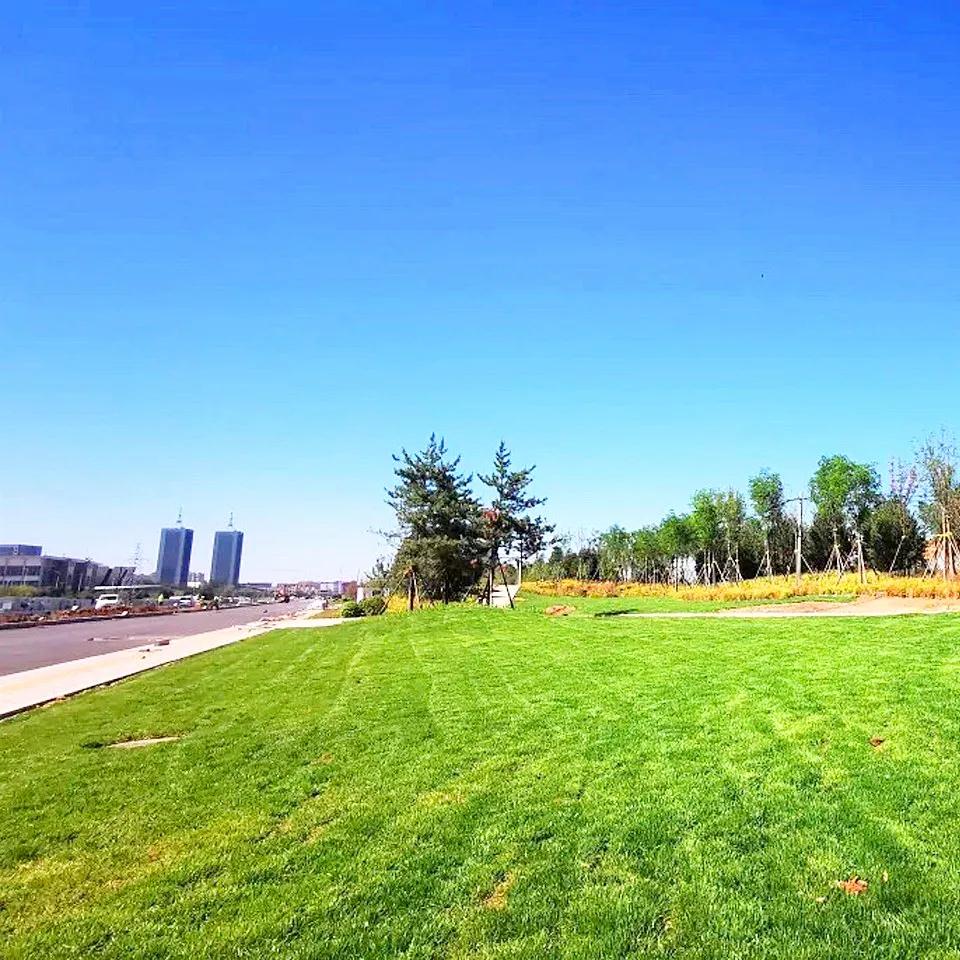 长治长北干线绿化乔木种植已完成21000株,还配有景观座椅和廊架