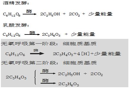 【高中生物】生物的無氧呼吸