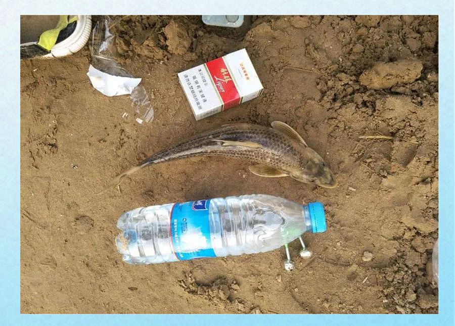 这种黄河中的稀有鱼种,被称为"鸽子鱼",曾是朝廷贡品