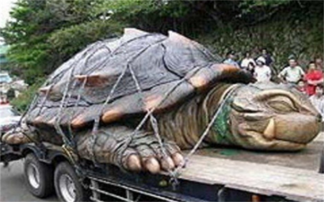 1965黄河巨龟照片 巨鼋图片
