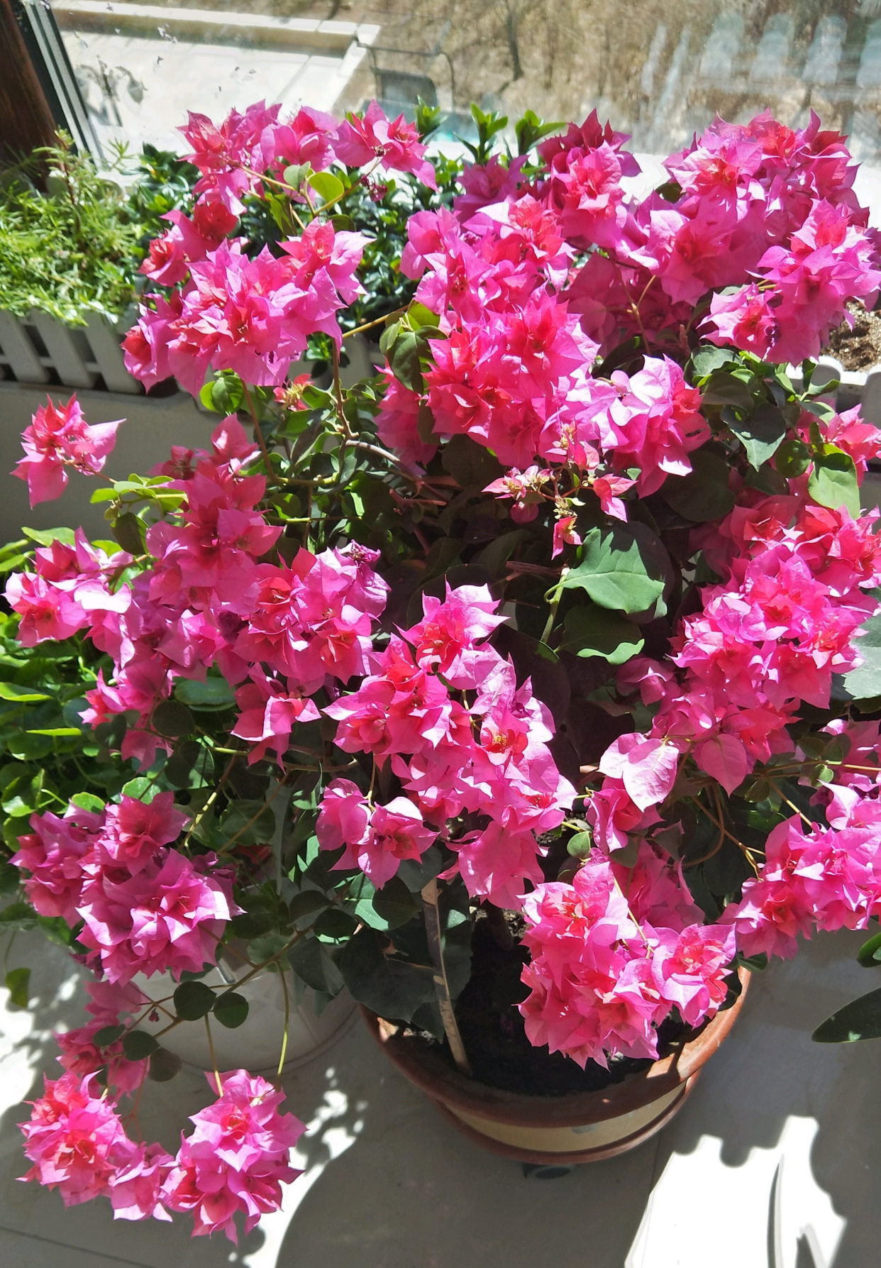 阳台养啥花?养重瓣三角梅吧,花色艳美,养护简单,三季能赏花