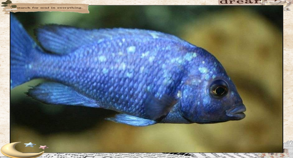 在生物学分类上,蓝宝石鱼属于脊椎动物门,慈鲷科,其拉丁学名为