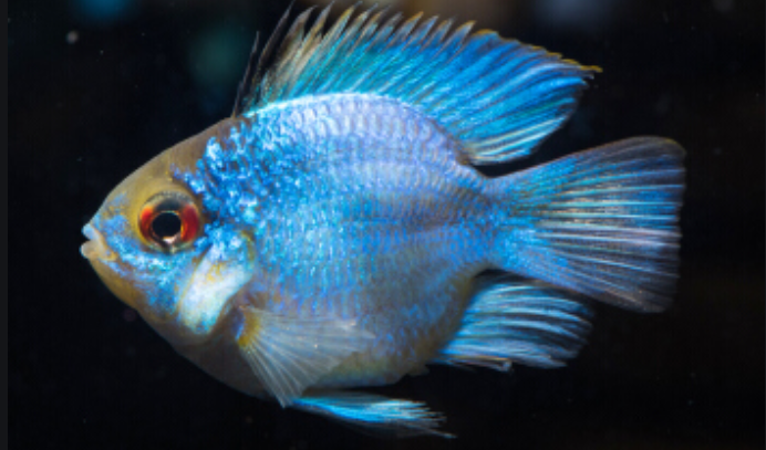 蓝波子怎么分辨雌雄