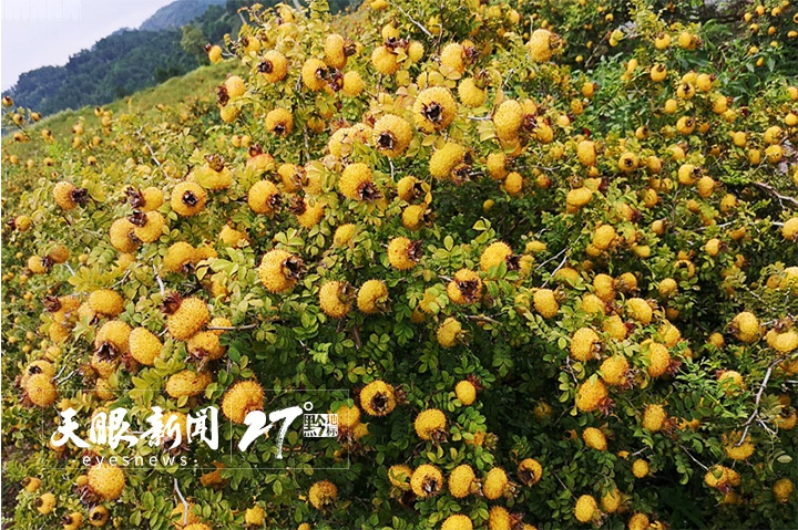 水城区野钟乡图片