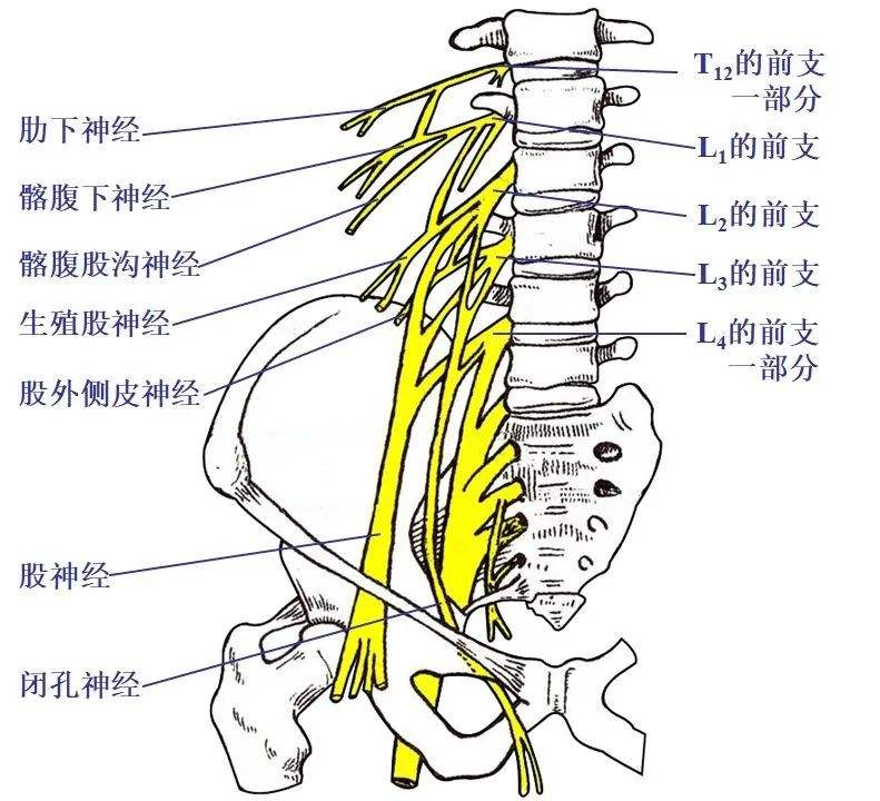 腰穿层次解剖图图片