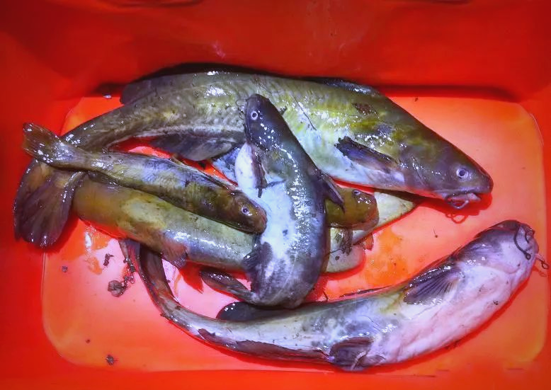 贵州角角鱼:美味诱惑与钓食乐趣的完美结合