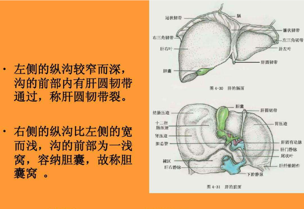 为什么不能乱抠肚脐眼?终于搞明白了