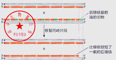 端粒与端粒酶：解开DNA复制半不连续性的秘密