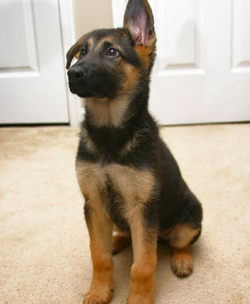 小德牧萌崽崽好可爱!趁它还没长大赶紧蹂躏