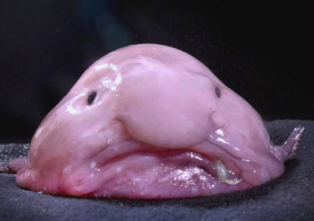 水滴鱼:从深海丑陋到全球网红