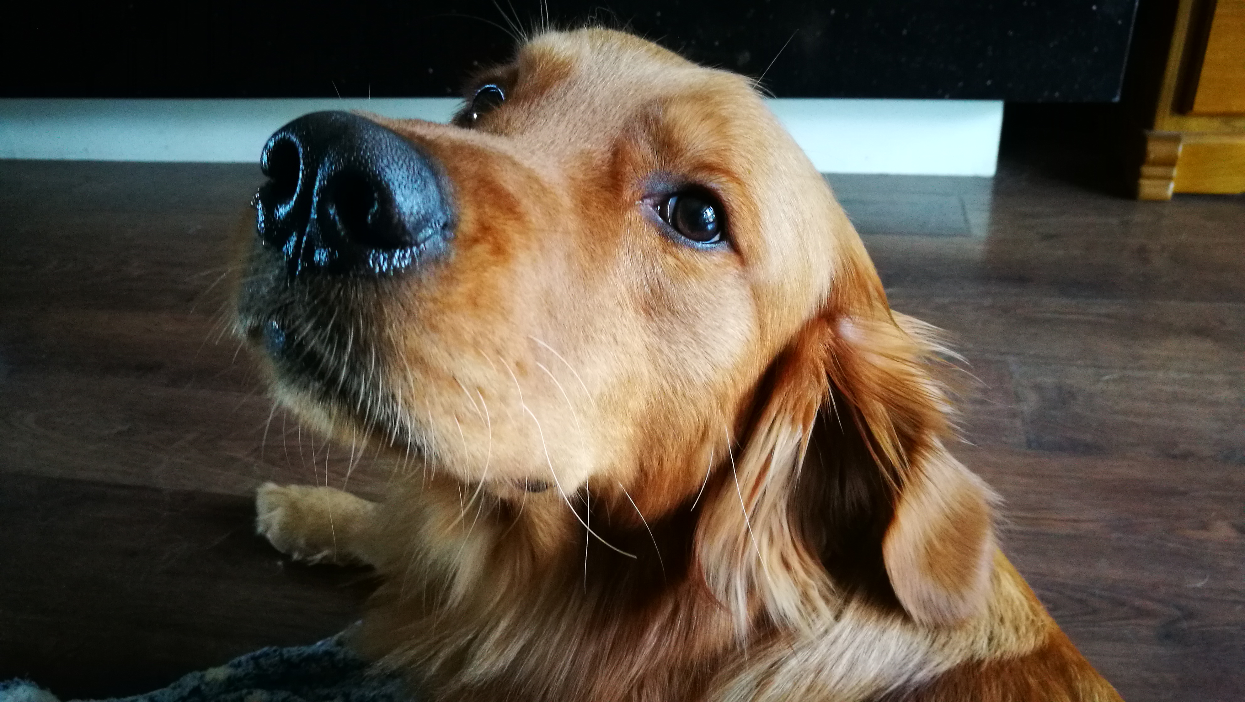 我是怎样训练金毛犬大小便的