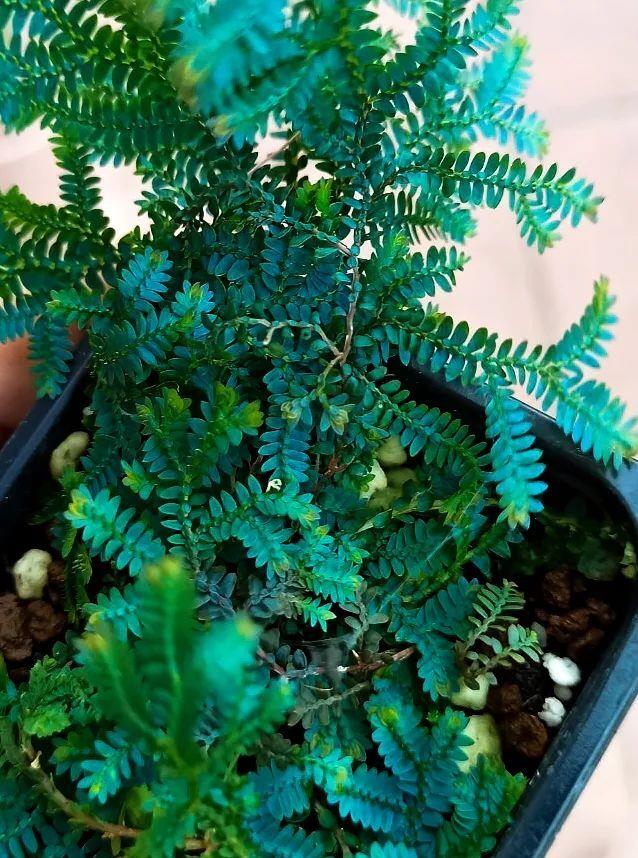 如蓝宝石一般的变色龙珊瑚蕨,喜阴好养,可垂盆生长