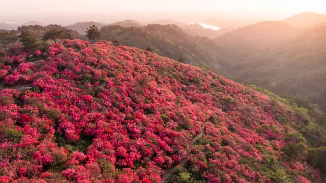 岭上开遍哟映山红第15届木兰云雾山杜鹃花节开幕倒计时