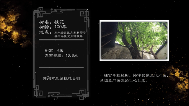 古树生生|仁心"仁树"