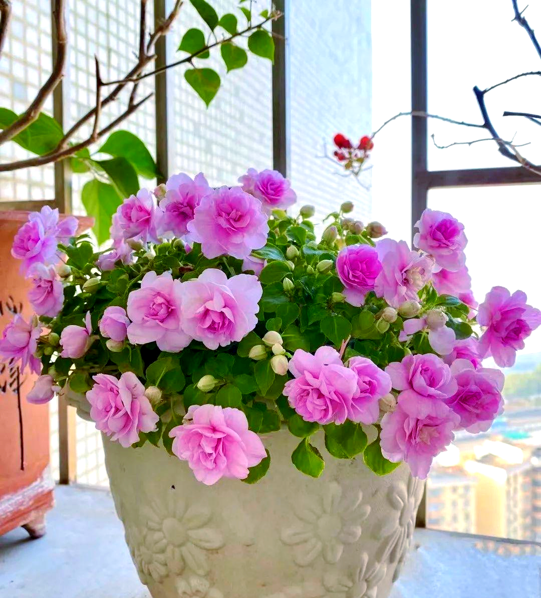 阳台盆栽新选择:水梅花,美观且花期长,常年有花开